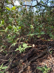 Lepechinia cardiophylla