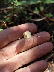 Lepechinia cardiophylla