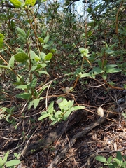 Lepechinia cardiophylla
