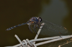 Trithemis aconita