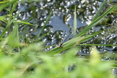 Pseudagrion pruinosum