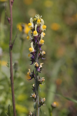 Linaria triphylla