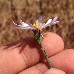Symphyotrichum moranense