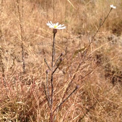 Symphyotrichum moranense