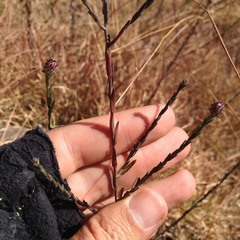 Symphyotrichum moranense
