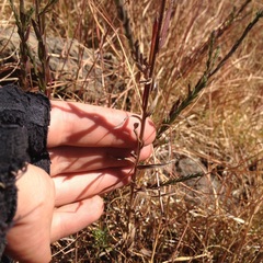 Symphyotrichum moranense