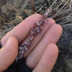 Thompsonella minutiflora