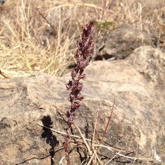 Thompsonella minutiflora