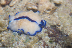 Pseudoceros concinnus