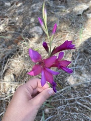 Gladiolus