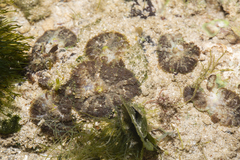 Rhodactis bryoides