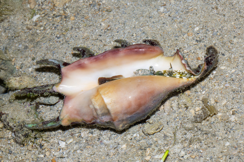 Common Spider Conch
