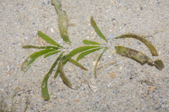 Thalassia hemprichii