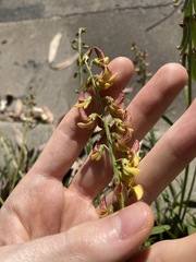 Crotalaria lanceolata