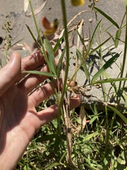 Crotalaria lanceolata