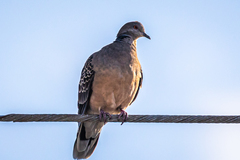 Streptopelia orientalis orientalis