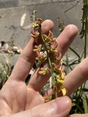 Crotalaria lanceolata
