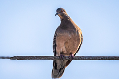 Streptopelia orientalis orientalis