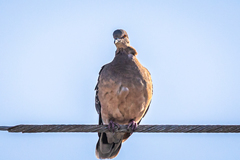 Streptopelia orientalis orientalis