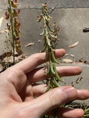 Crotalaria lanceolata