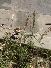 Crotalaria lanceolata