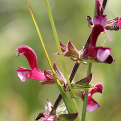 Salvia hierosolymitana hierosolymitana