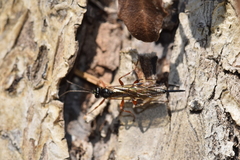 Pimpla turionellae