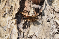 Pimpla turionellae