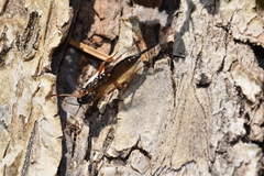 Pimpla turionellae
