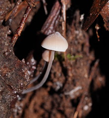 Mycena austrofilopes