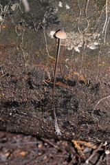 Mycena austrofilopes