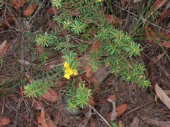 Pultenaea rostrata
