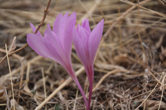 Colchicum laetum