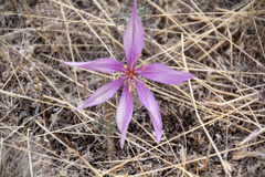 Colchicum laetum