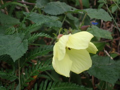 Abelmoschus moschatus