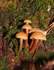 Collybia eucalyptorum