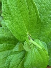 Saururus chinensis