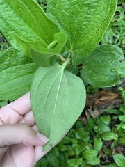 Saururus chinensis