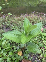 Saururus chinensis