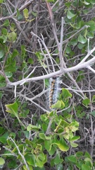 Bombycomorpha bifascia