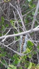 Bombycomorpha bifascia