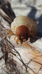 Pericoptus