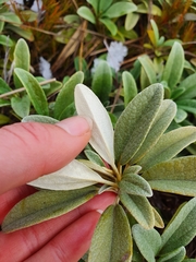 Brachyglottis revoluta