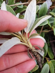 Brachyglottis revoluta