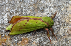 Aenetus blackburnii