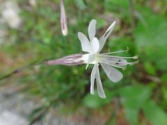 Silene nutans