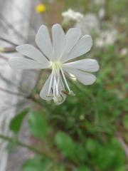 Silene nutans