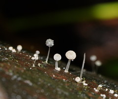 Mycena piringa