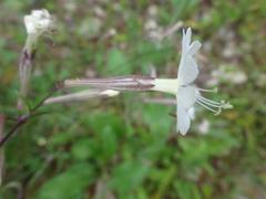 Silene nutans