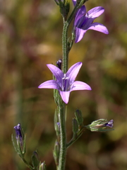 Campanula rapunculus